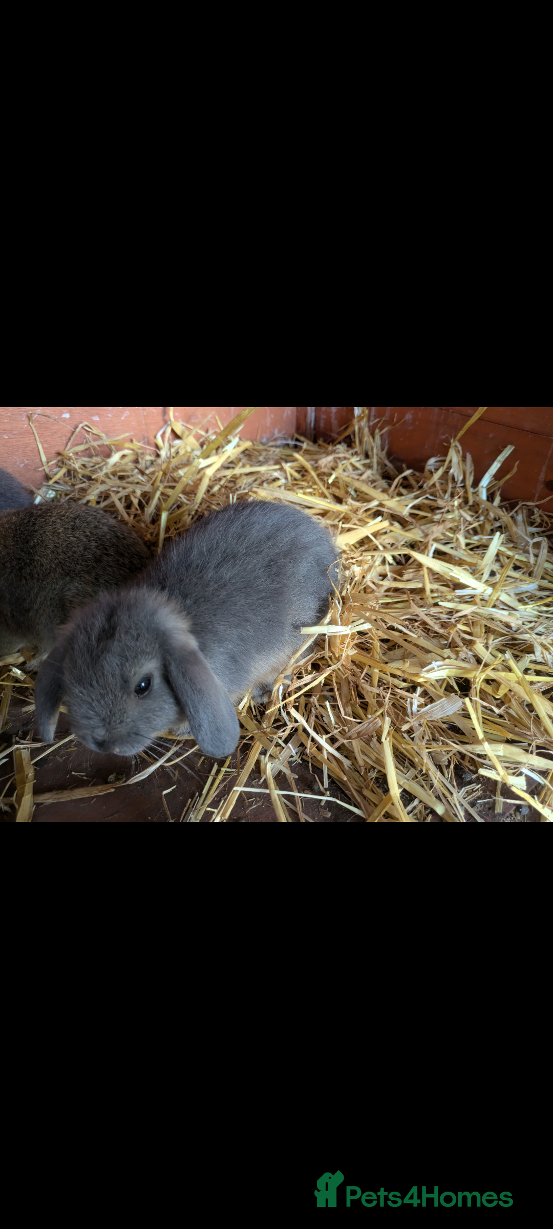 Mini Lop rabbits for sale: Adorable mini lop baby rabbits - Image 6