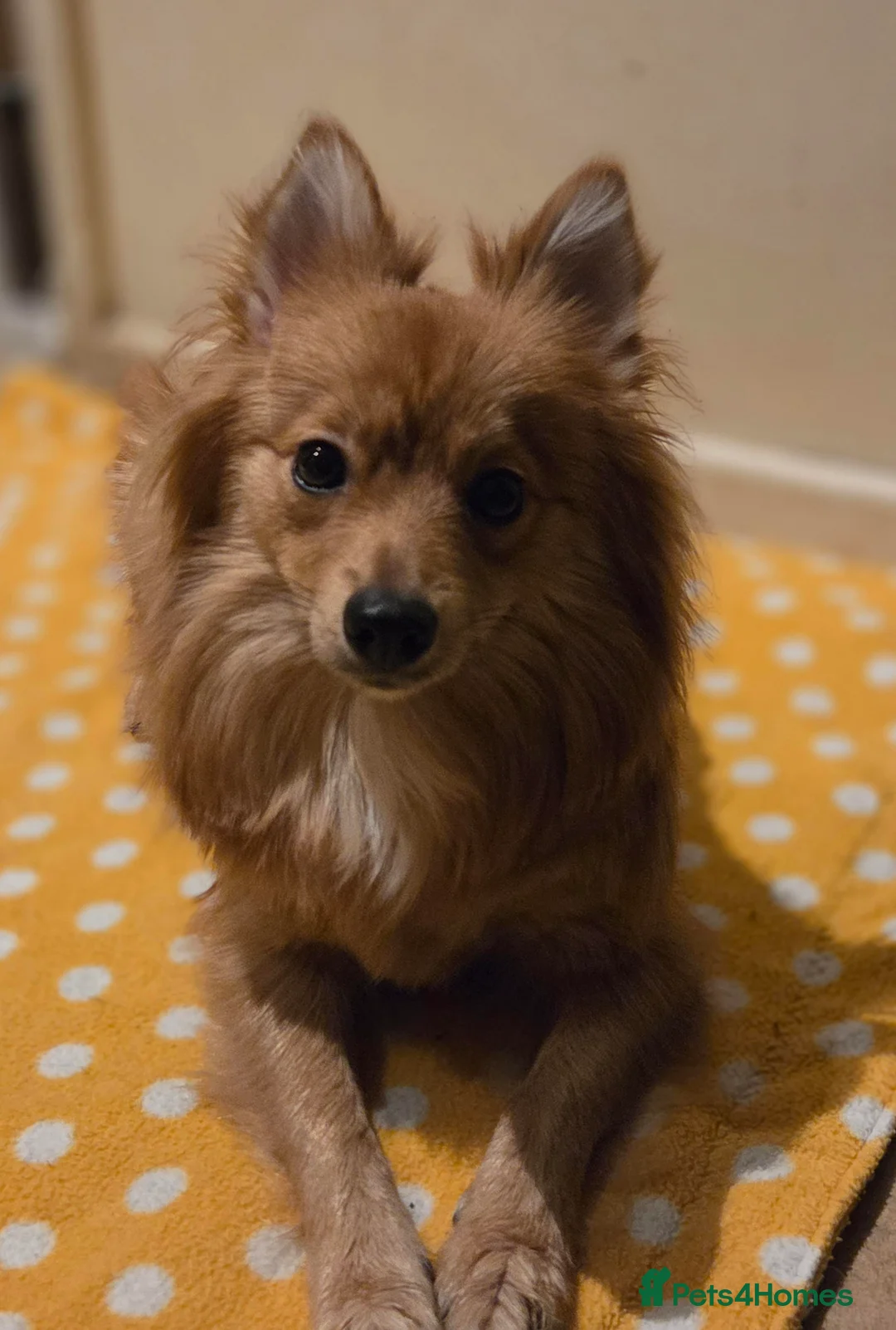 Mixed Breed dogs for adoption: Beautiful family looking for their forever homes in Stroud - Advert 2