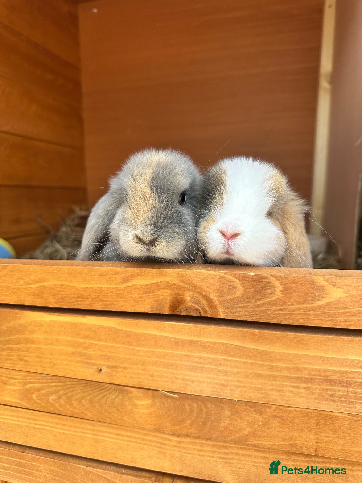 Mini Lop rabbits 🐰 Pure Bred Mini Lop Kits 🐰 - Advert 1