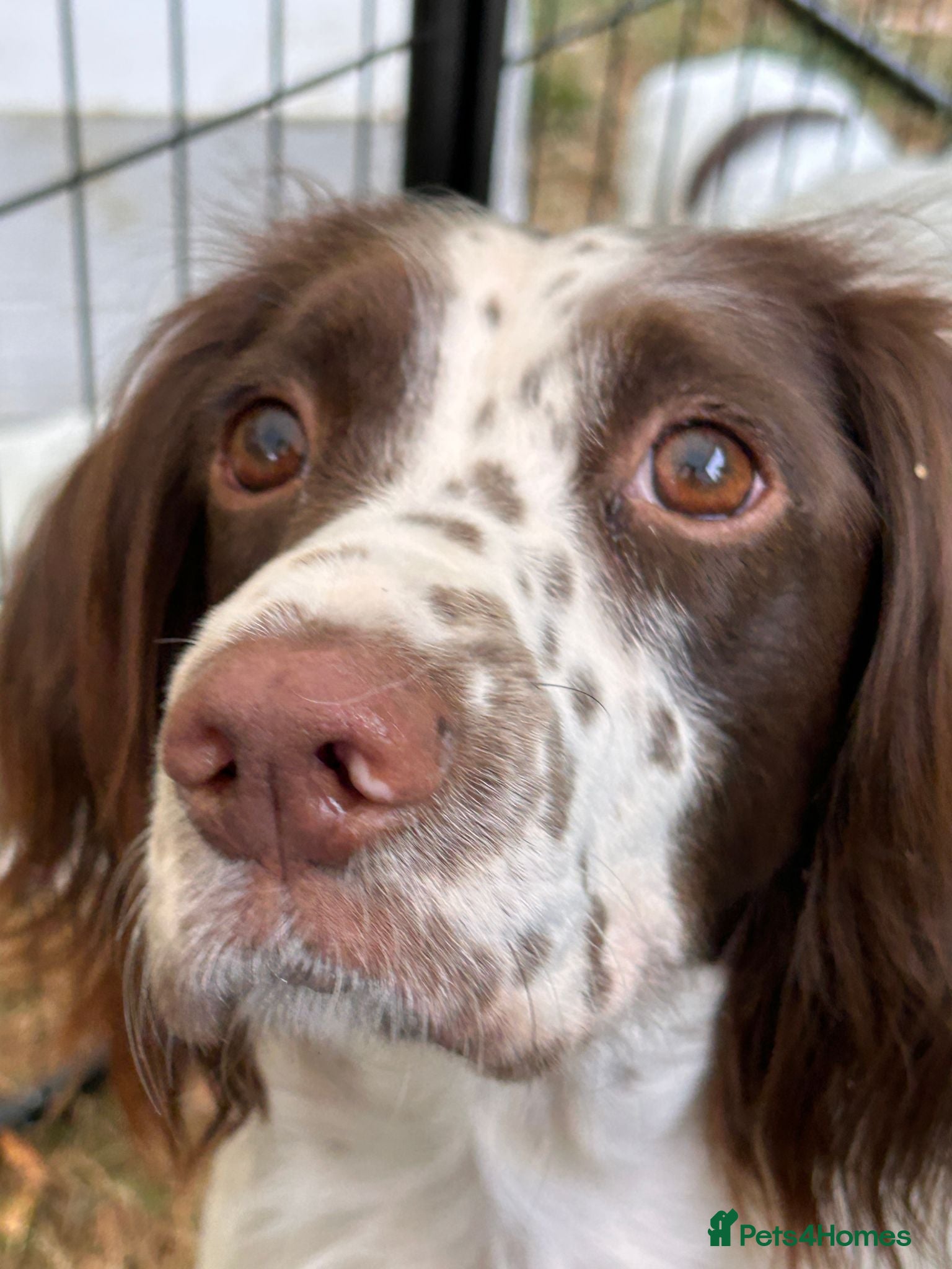 English Springer Spaniel dogs Top Tier Working Spaniels - Advert 1
