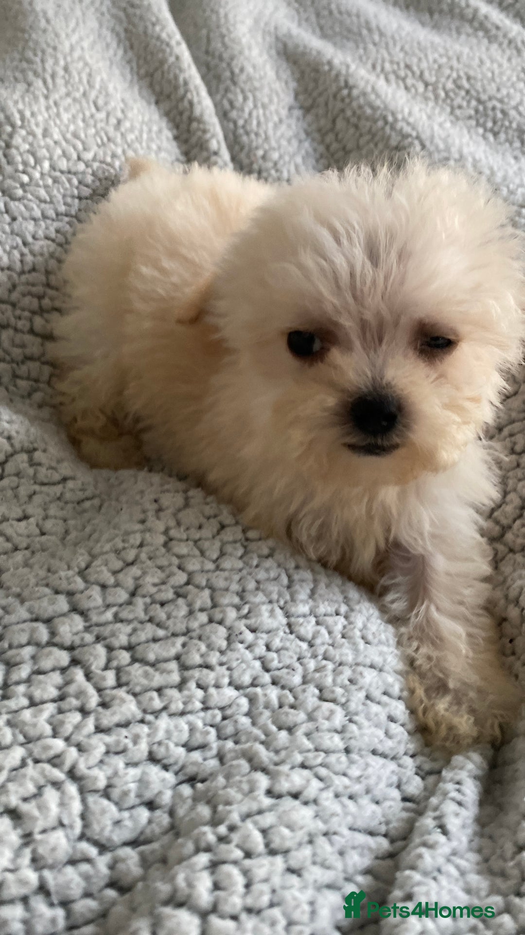 Poochon dogs for sale: Poochon puppy’s  - Image 7