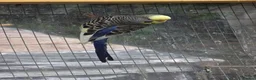 Budgerigars birds for sale: Silly hand tamed baby budgies for sale  - Advert 13