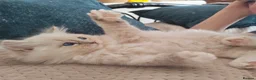 Ragdoll cats for sale: BEAUTIFUL RAGDOLLS KITTENS GCCF REGISTERED  - Advert 9
