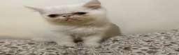 Exotic cats for sale: Exotic Persians - Advert 19
