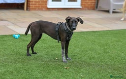 Mixed Breed dogs for adoption: Ms Bean - Image 13