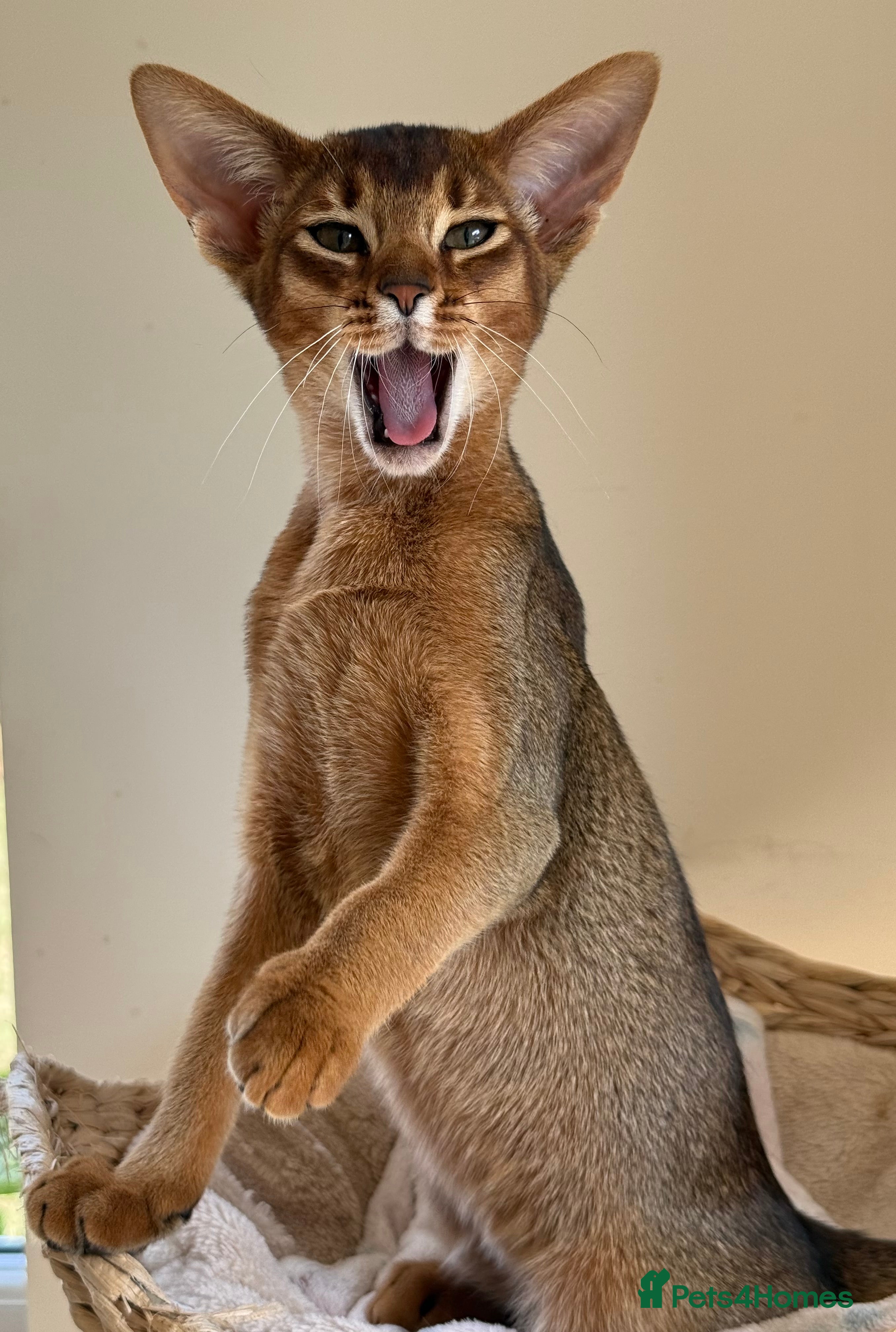 Abyssinian cats Pure Abyssinian breed  in Northampton - Advert 15