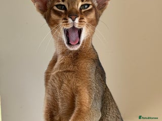 Abyssinian cats Pure Abyssinian breed in Northampton - Advert 15