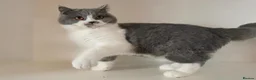 British Shorthair cats for sale: Adorable GCCF REG BSH - ready to leave - Advert 18