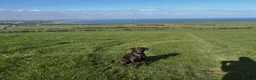 Labrador Retriever dogs for sale: Exceptional KC-Registered Black Labrador Puppies  in Saltburn-by-the-Sea - Advert 23