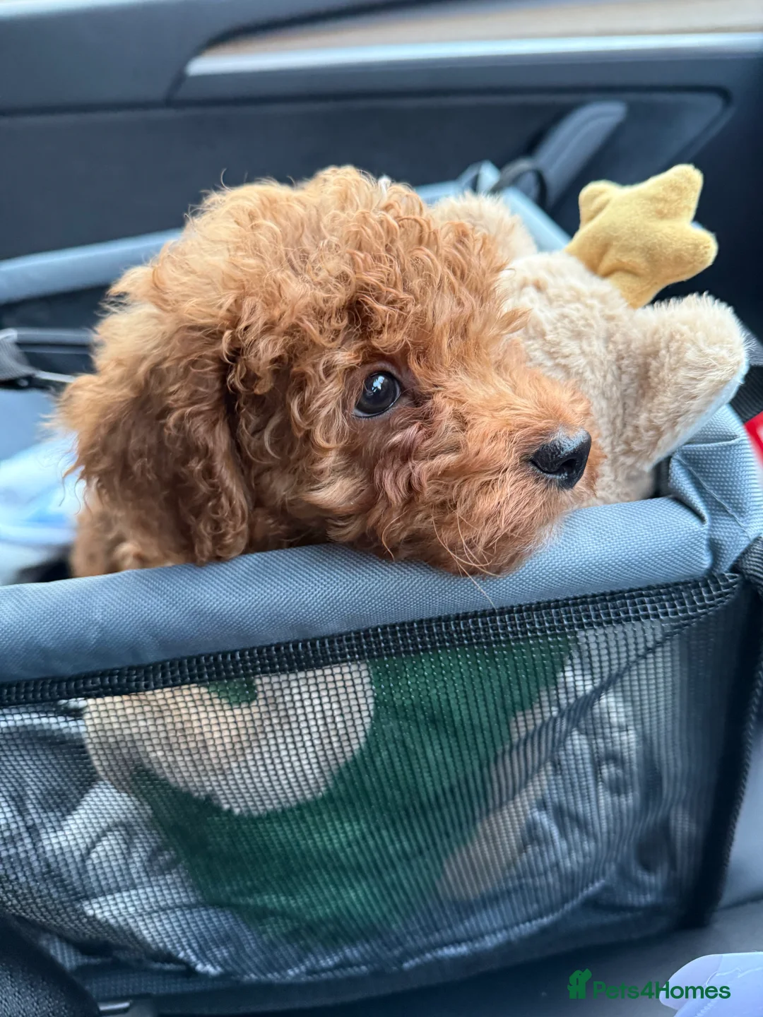 Toy Poodle dogs for sale: Toy Poodle 14 Weeks Old - Advert 6