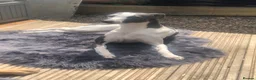 Whippet dogs for sale: Bella beautiful whippet  - Advert 3