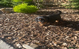 Mixed Breed dogs for sale: Daxipoo puppies - Image 7