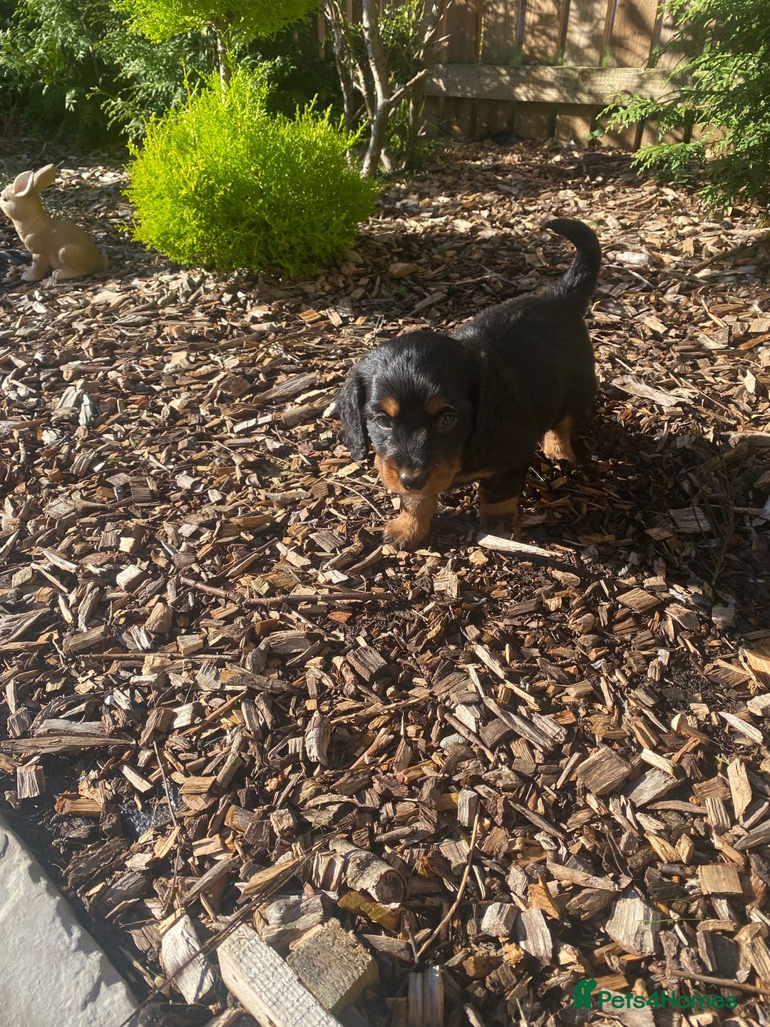 Mixed Breed dogs for sale: Daxipoo puppies - Image 7