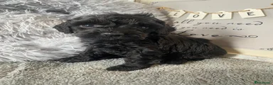Black Collar Male 
