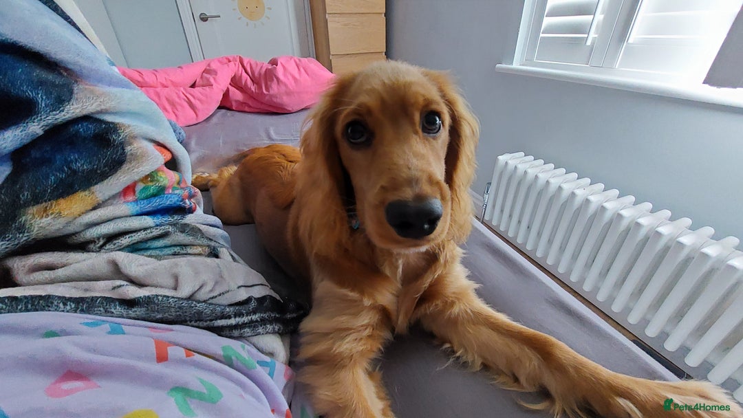 Cocker Spaniel dogs for sale: Our lovely Mina - Image 3