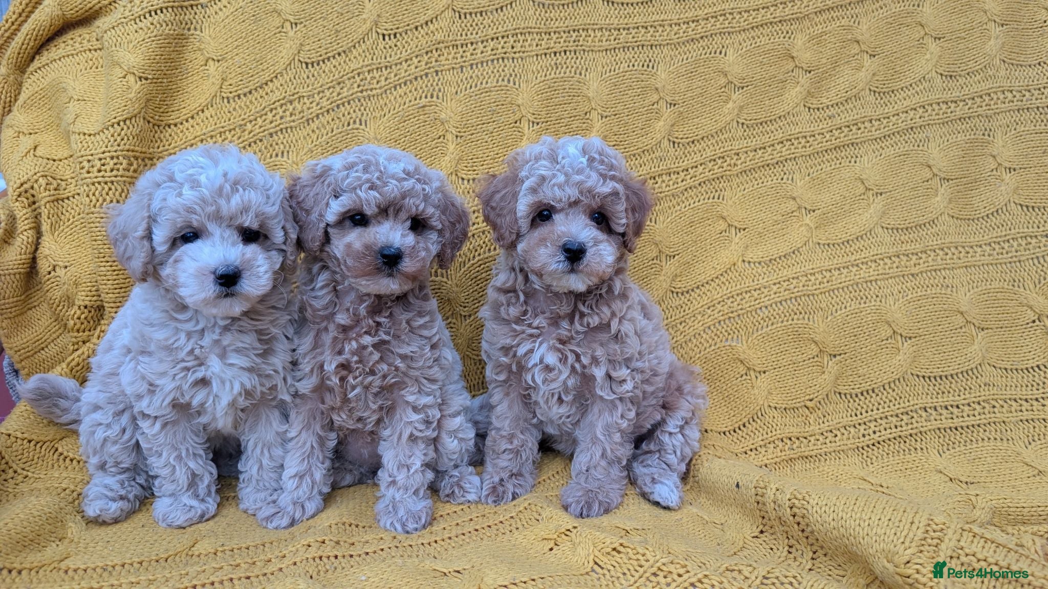 Maltipoo dogs Stunning Toy Maltipoo Puppies - READY NOW - Advert 8