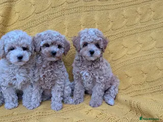 Maltipoo dogs Stunning Toy Maltipoo Puppies - READY NOW - Advert 8