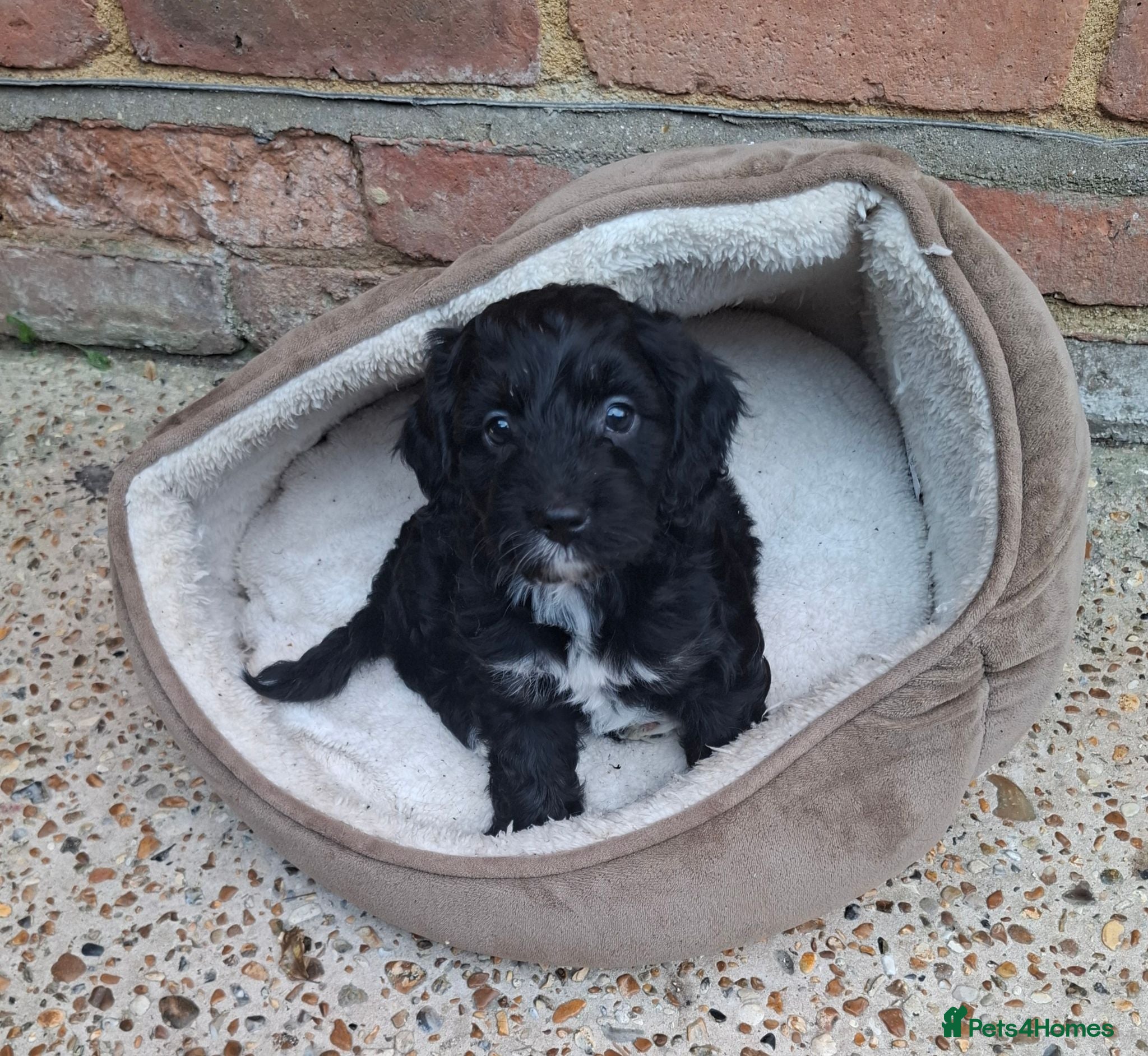 Cockapoo dogs Gorgeous F1 Cockapoo Pups  - Advert 2