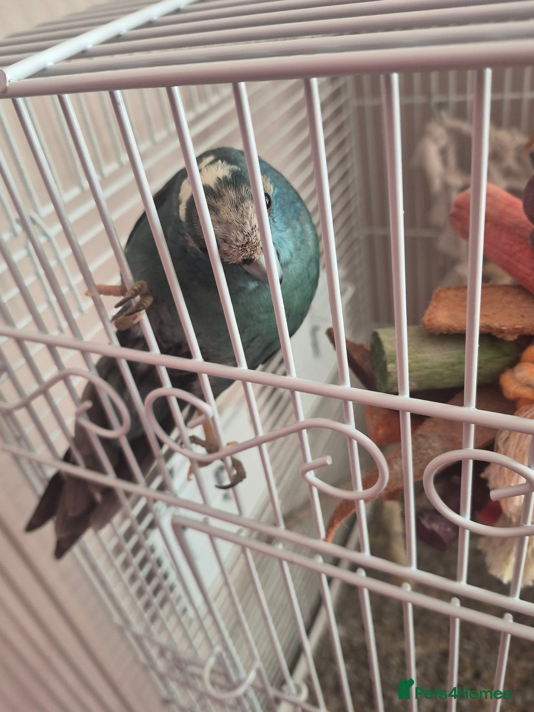 Parakeets birds for sale: Kakariki with cage on wheels - Advert 1