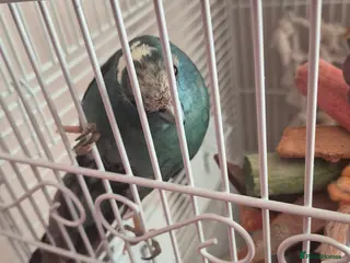 Parakeets birds Kakariki with cage on wheels - Advert 8