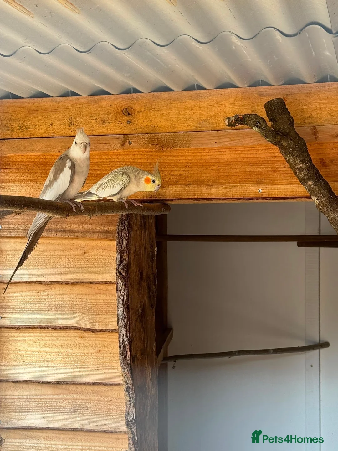 Cockatiels birds for sale: Cockatiels  - Advert 1
