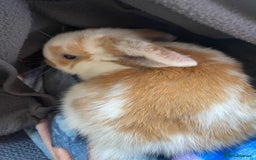 Mini Lop rabbits for sale: Mini lop for sale - Image 8