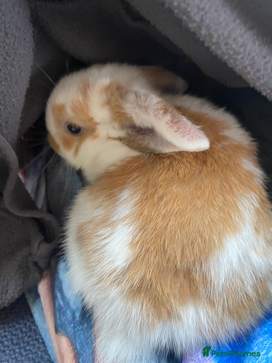 Mini Lop rabbits for sale: Mini lop for sale - Image 8