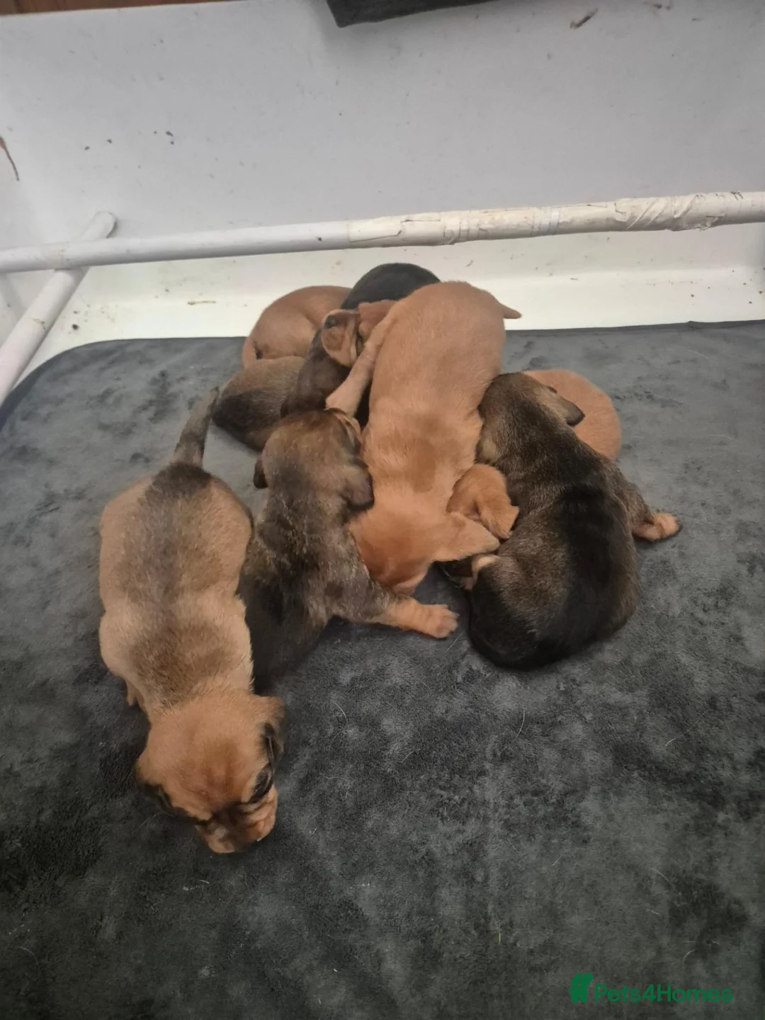Basset Fauve De Bretagne dogs for sale: Basset fauve de bretagne puppies for sale - Advert 2