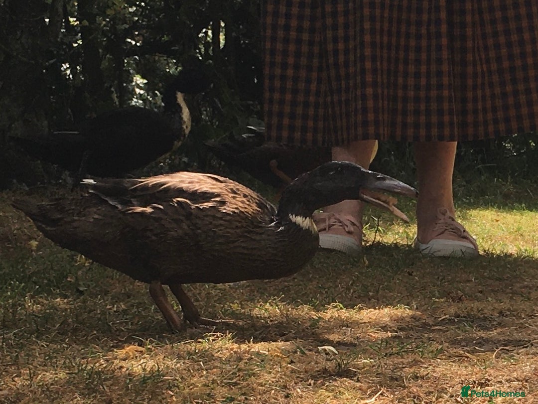 Ducks poultry for sale: Dutch Hookbill ducklings - Image 6