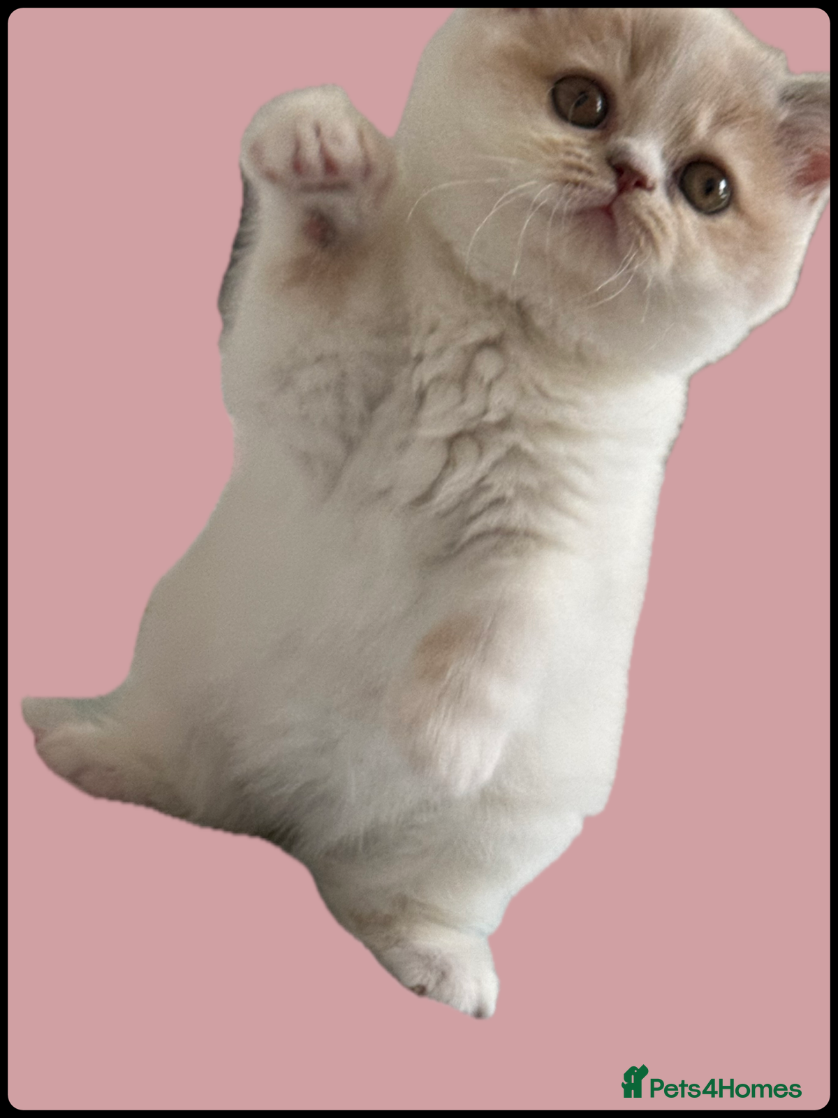 British Shorthair cats Ready end June !TICA SGC & CH daughter,stunning! - Advert 18