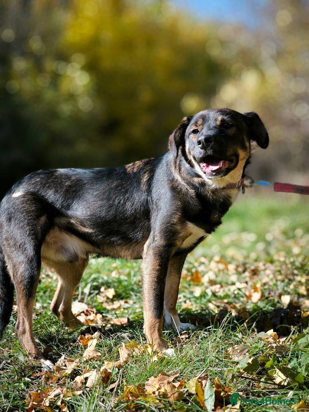 Mixed Breed dogs for adoption: 💙🐶 KOKOS 🐶💙 - Advert 24