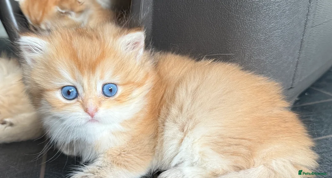 British Longhair cats for sale: GCCF reg BLH Last Chocolate Golden Male Kitten - Advert 35