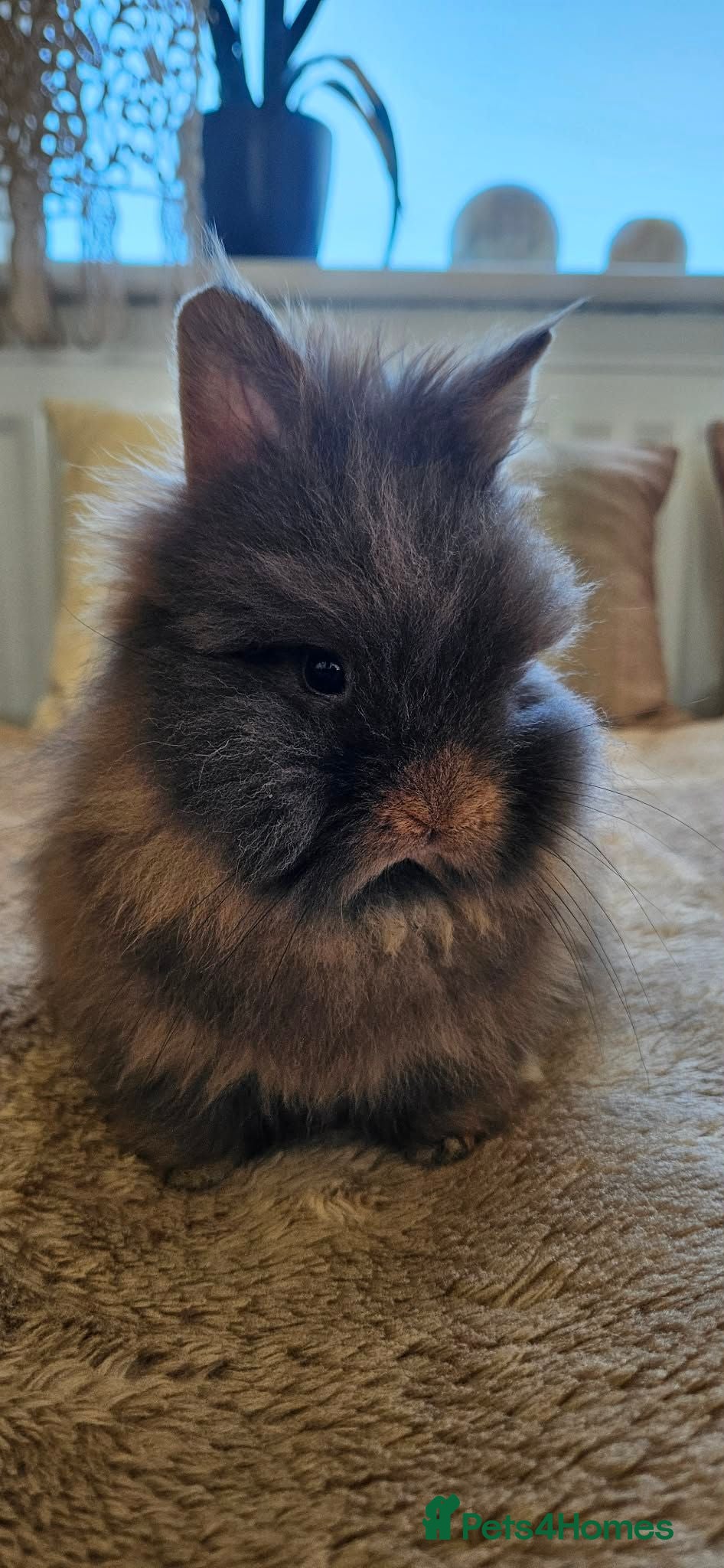 Lionhead rabbits Adorable Double-Maned Lionhead Rabbit 🐇  - Advert 8