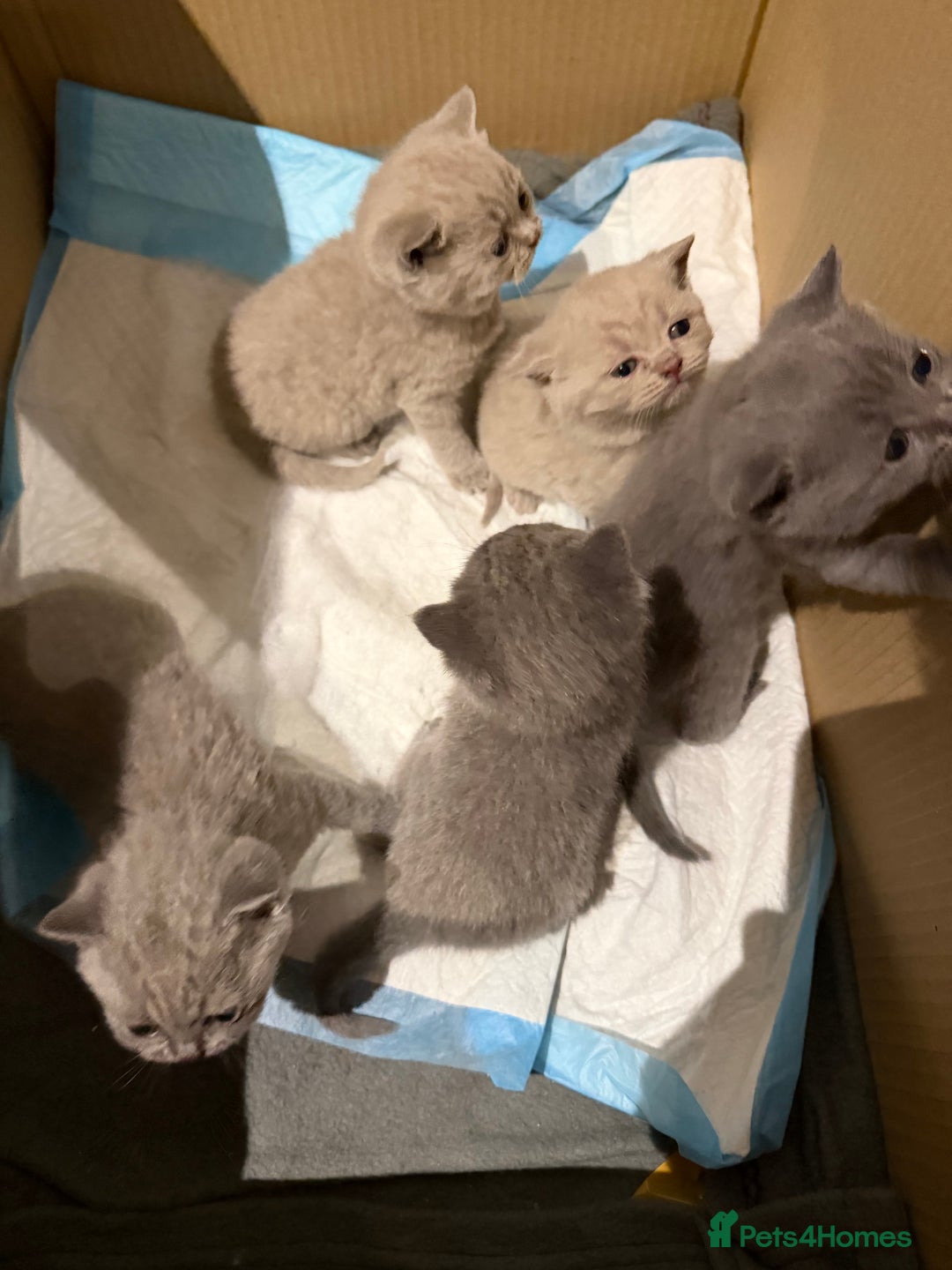 British Shorthair cats for sale: British short hair  - Advert 2