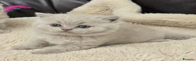 British Shorthair Kitten Lilac boy 