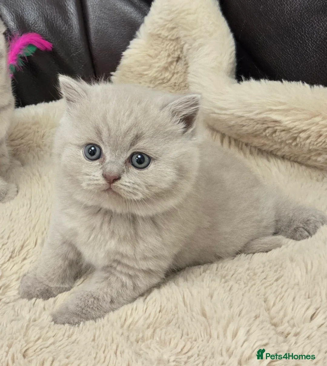British Shorthair cats for sale: GCCF registered Imperial Grand Champion dad 🏆😍  - Advert 2