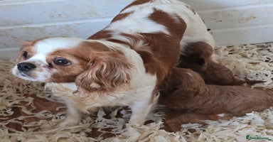 Cavapoo dogs Beautiful litter of f1 cavapoo puppies  - Advert 9