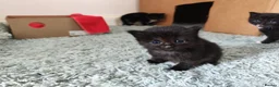 Mixed Breed cats for sale: Playful and Adorable Kittens for their new Homes!! in Hounslow - Advert 3
