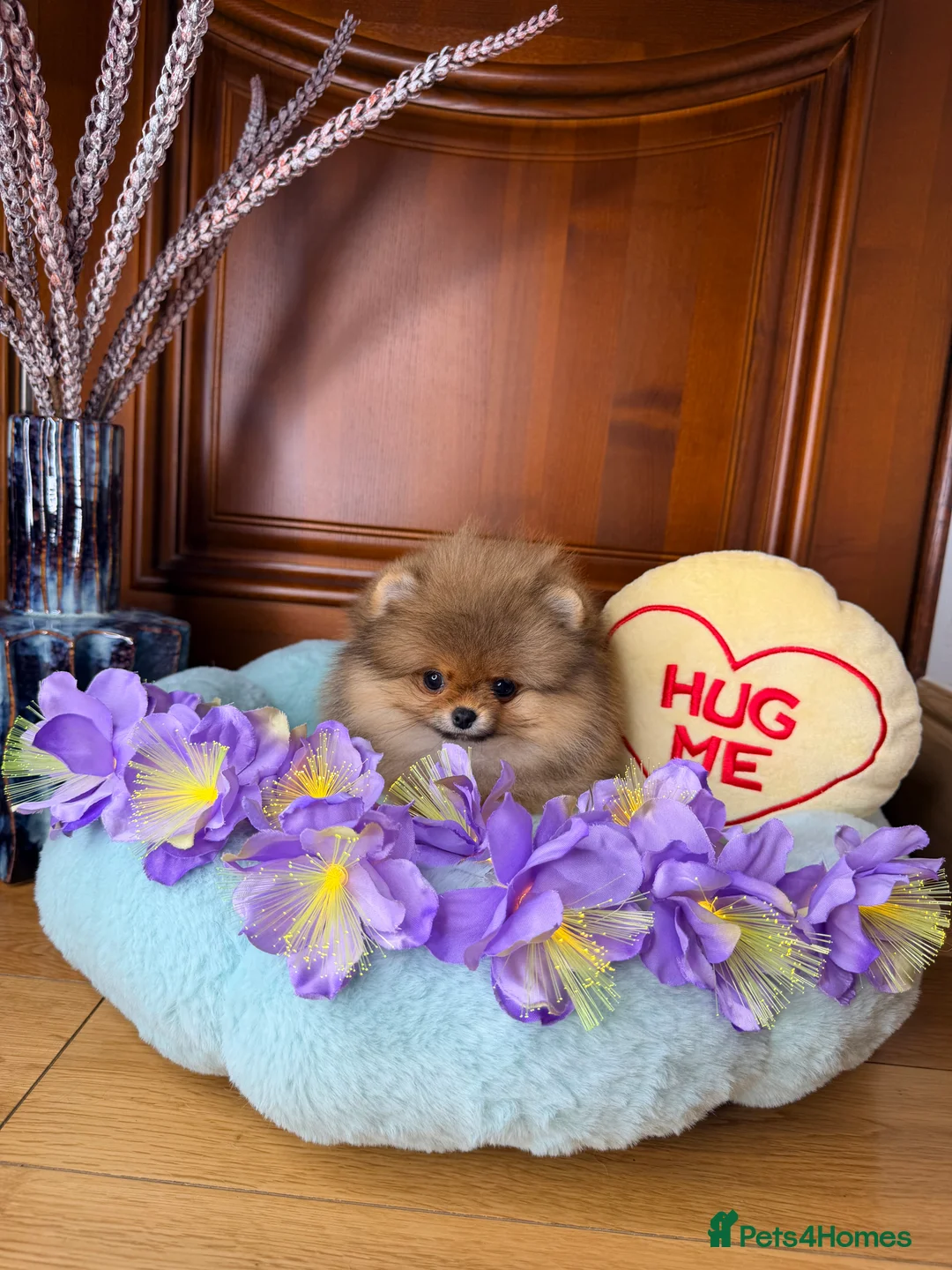 Pomeranian dogs for sale: Orange teddy bear type Pomeranian boy and girl - Advert 32