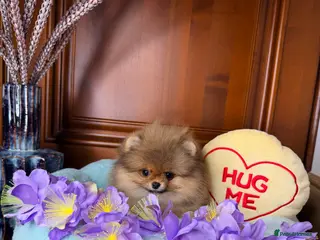 Pomeranian dogs Orange teddy bear type Pomeranian boy and girl - Advert 1