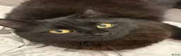 British Longhair cats for sale: Gorgeous Long Hair Hades in Northampton - Advert 3