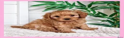 Cavapoo dogs for sale: Gorgeous cavapoo puppies from DNA tested parents - Advert 29