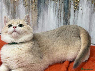 British Shorthair cats British shorthair Blue golden GCCF - Advert 2