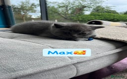 British Shorthair cats for sale: GCCF British Shorthair kittens  - Image 20