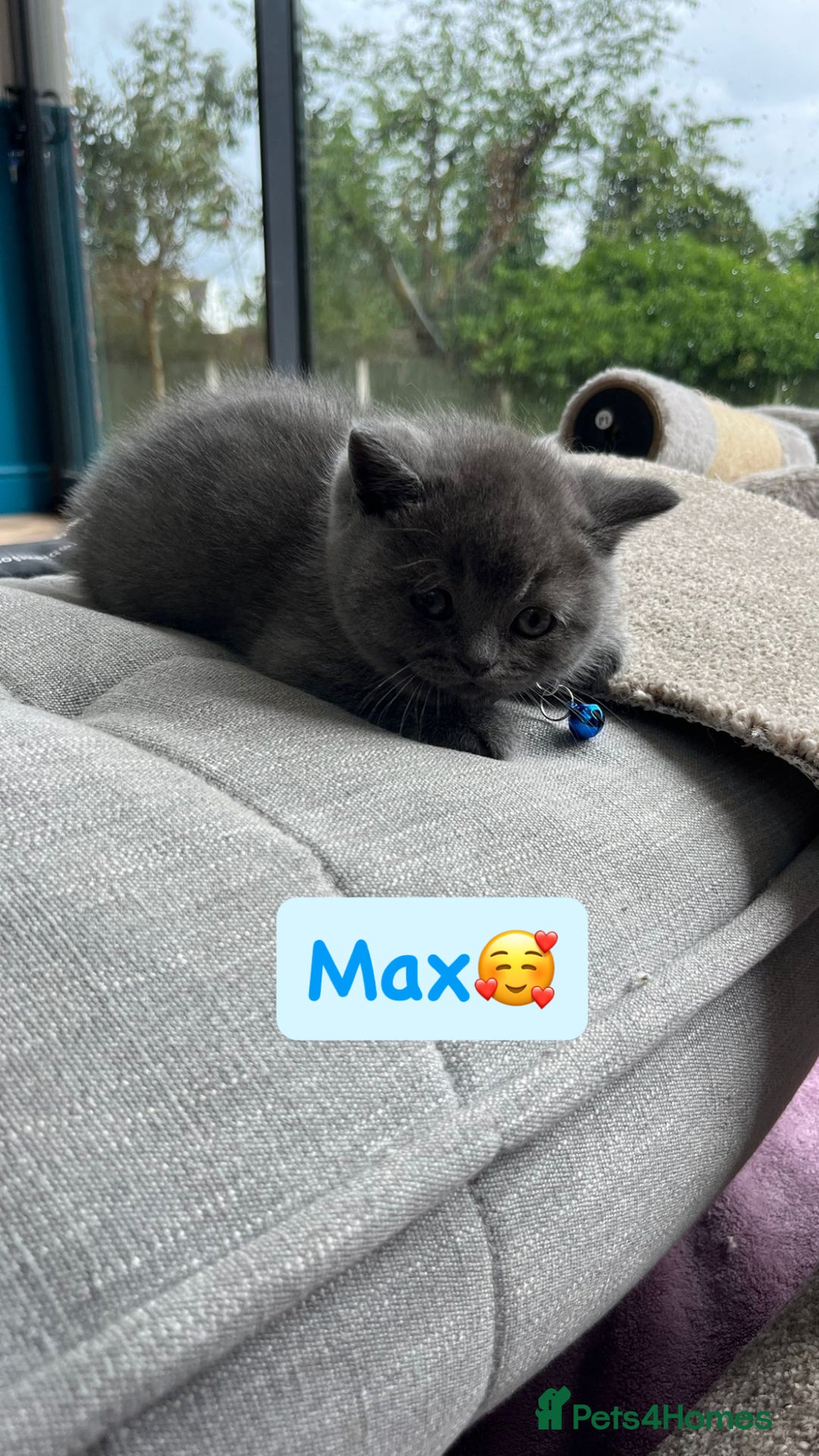 British Shorthair cats for sale: GCCF British Shorthair kittens  - Image 20