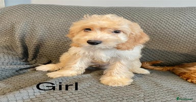 Cockapoo dogs - Advert 9