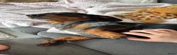 Jackshund dogs for stud: Male Jackshund - Arlo  - Advert 8