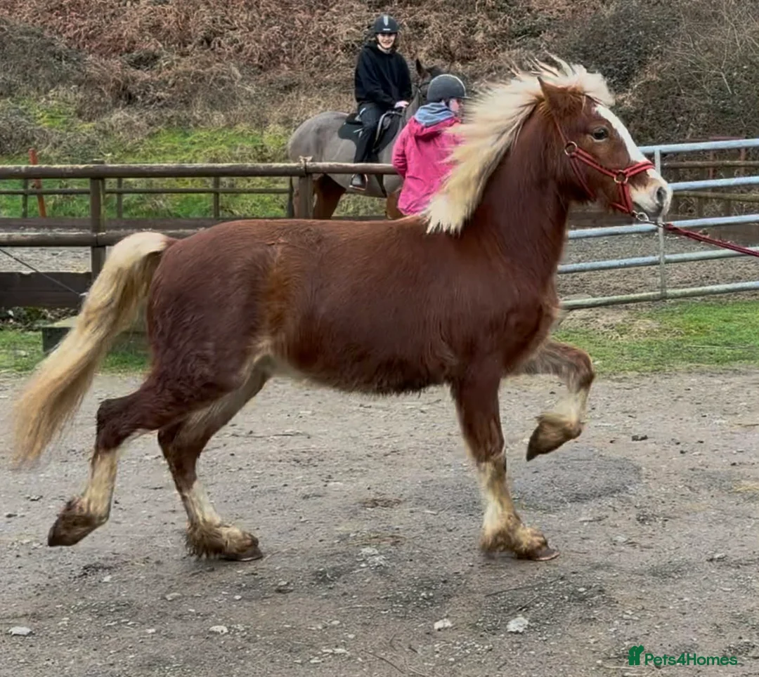 Welsh Section C horses for sale: Flashy Freddie - Advert 5