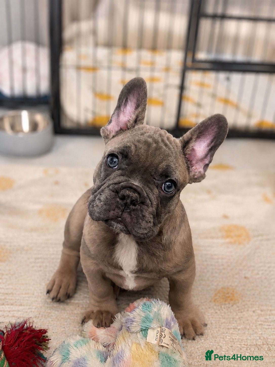 French Bulldog dogs 🐾KC registered Ready to go to there New homes🐾 - Advert 1