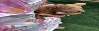Cockapoo 2